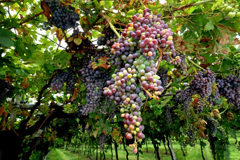 Des grappes de raisin en gros plan