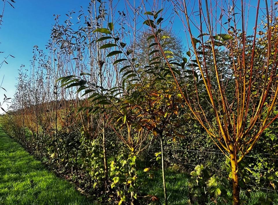 Une ligne syntropique en automne