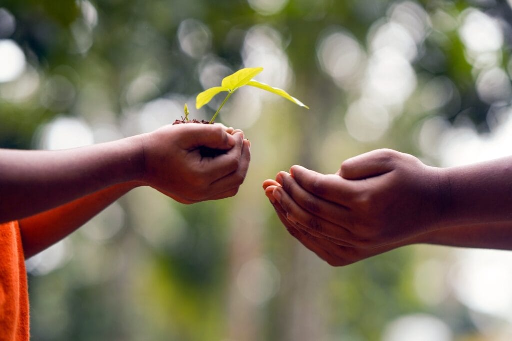 Gros plan sur les mains de deux personnes qui échangent une plantule avec sa motte de terre