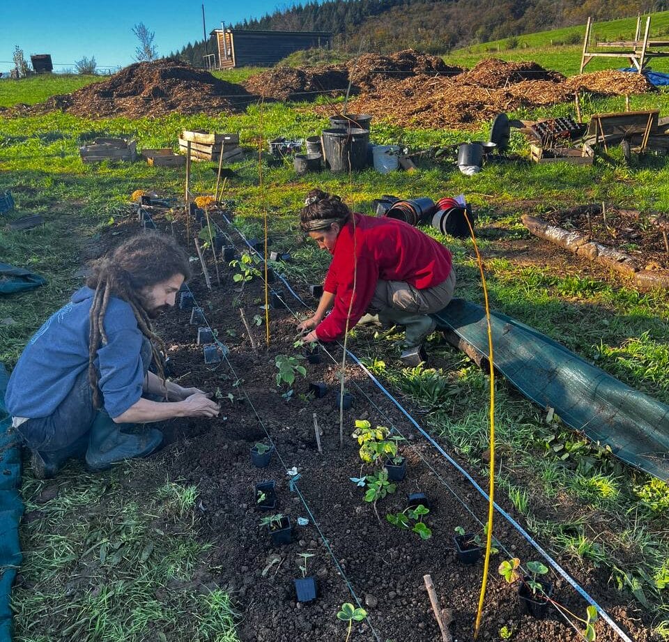 plantations Une planche en syntropie en cours de plantation