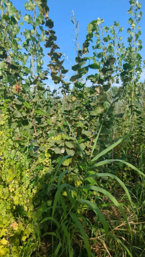 Un exemple de stratification sur une ligne syntropique à la ferme de la Jungle Mallemortaise