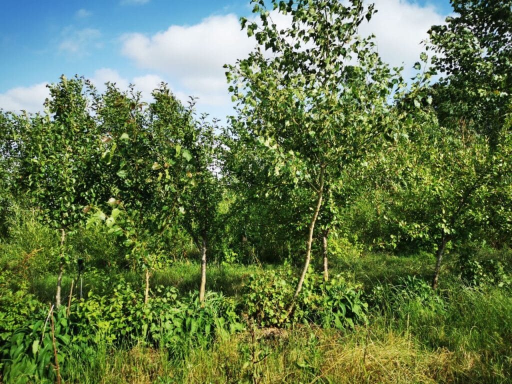 Lignes syntropiques à la ferme des Mawagits