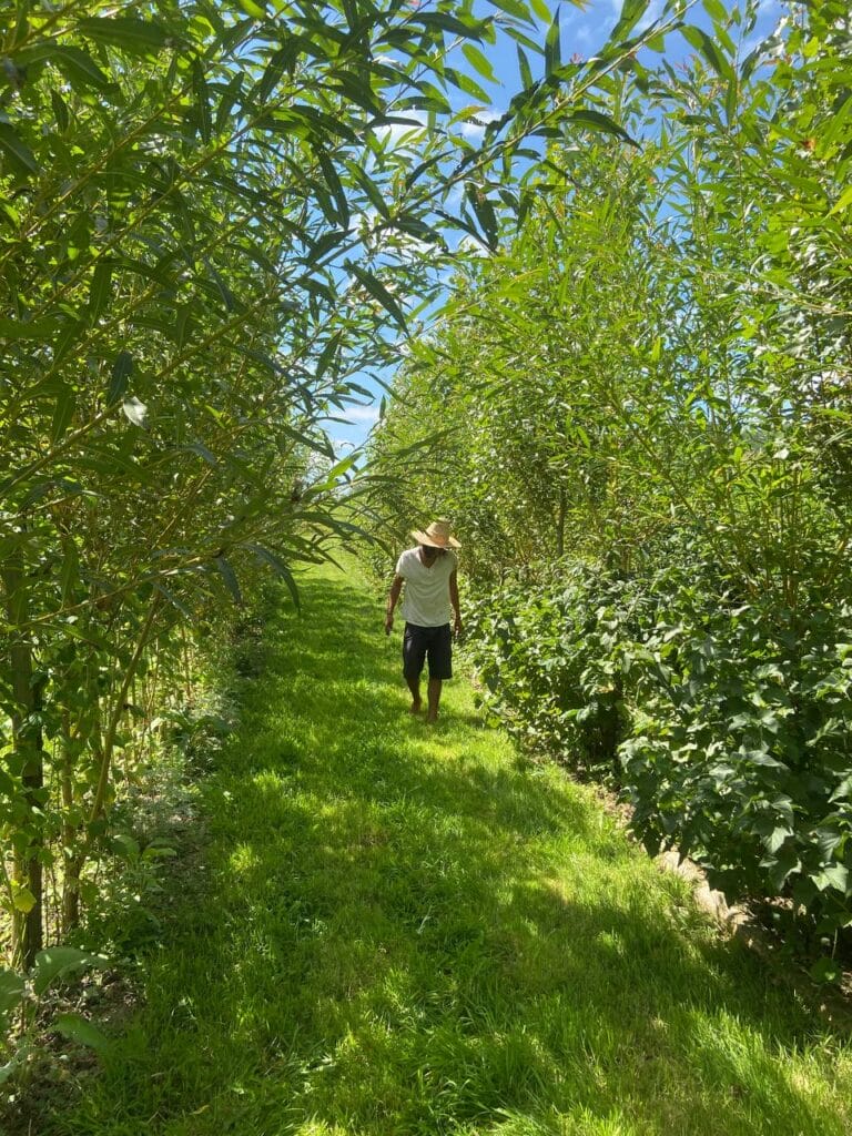 Un homme marche entre 2 lignes syntropiques
